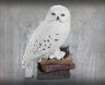Статуетка Harry Potter Noble Collection - Magical Creatures No. 1 - Hedwig Гаррі Поттер Букля Сова